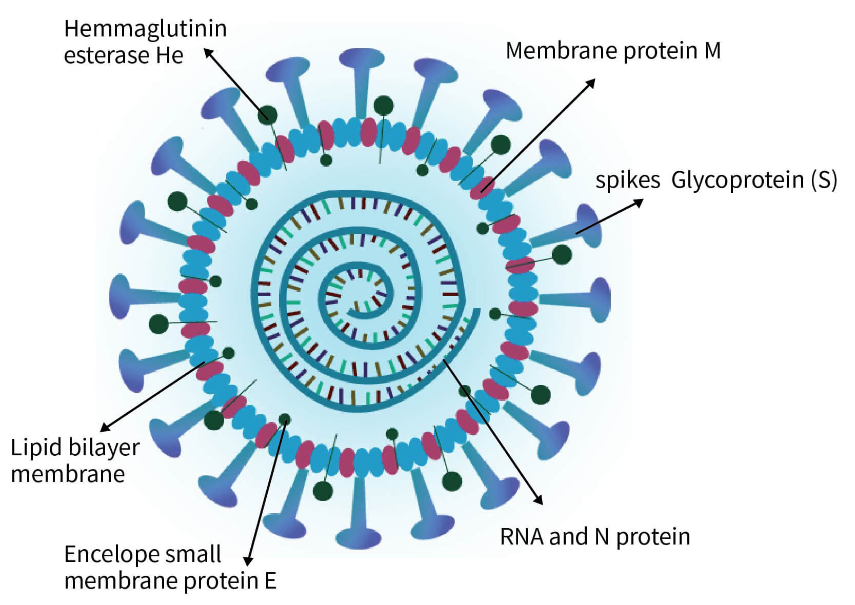 新型冠狀病毒結(jié)構(gòu)
