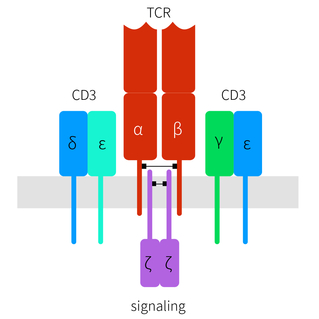 CD3結(jié)構(gòu)圖