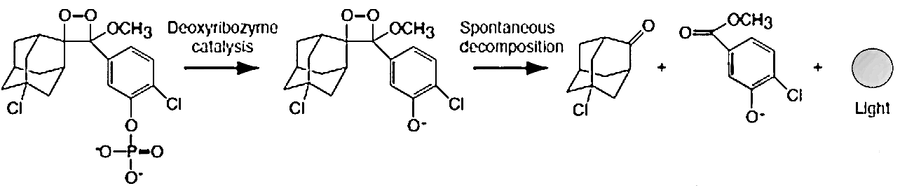 CDP Star發(fā)光原理示意圖 CDP Star發(fā)光原理示意圖