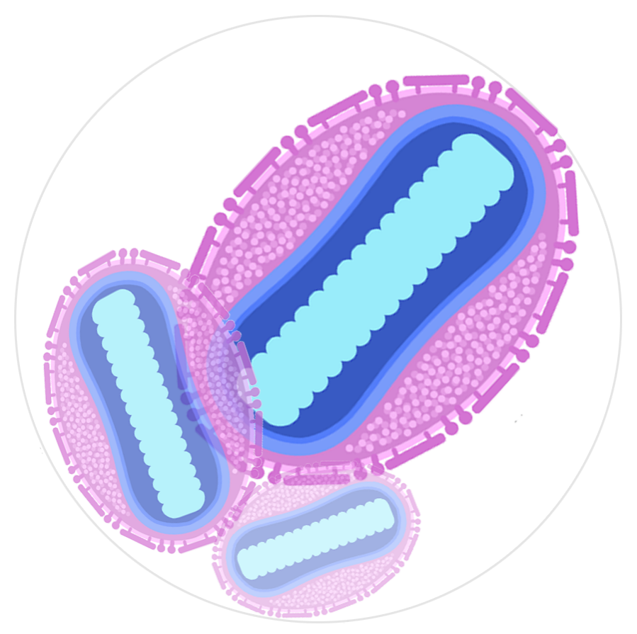 猴痘病毒檢測(cè)方法