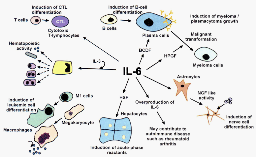 IL-6信號(hào)轉(zhuǎn)導(dǎo)