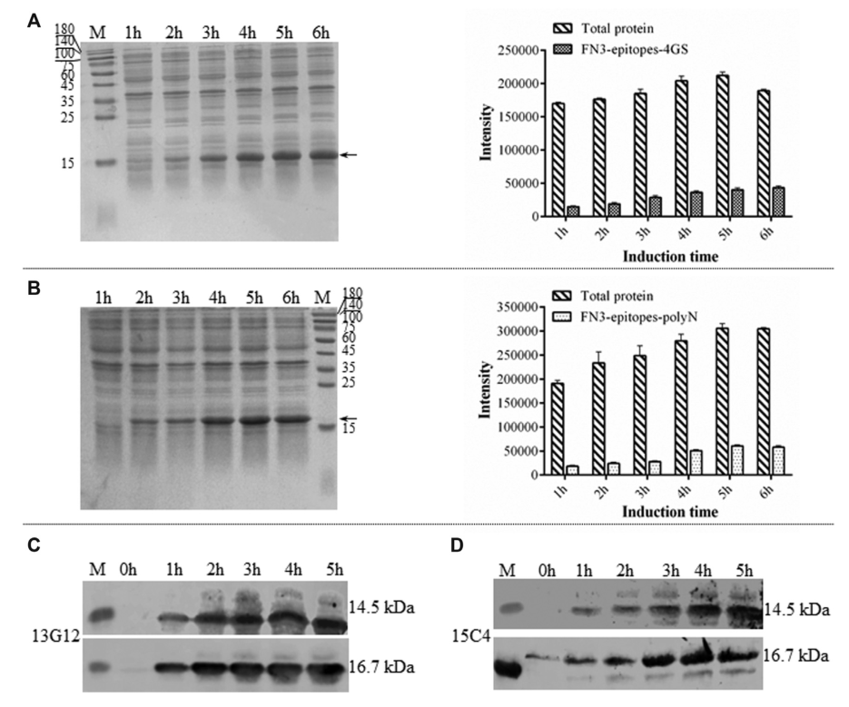 重組FN3-Epitopes在大腸桿菌中的表達(dá)
