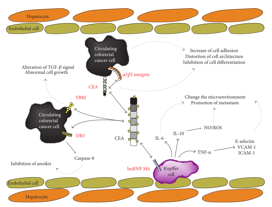 影響CEA的生物事件示意圖