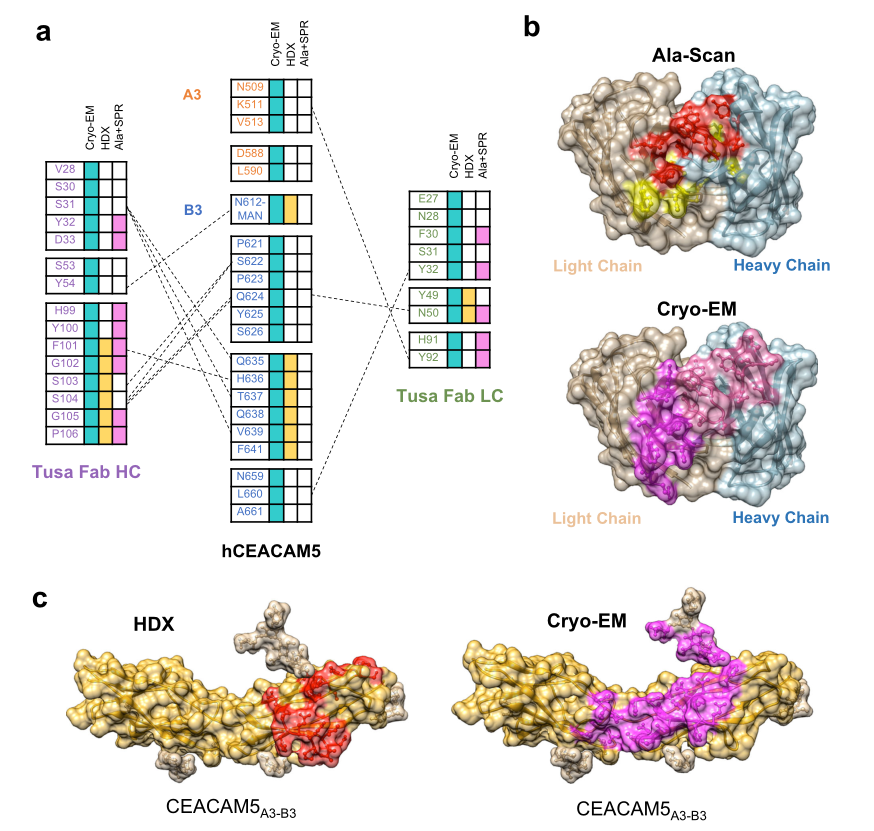 hCEACAM5A3-B3與tusa Fab相互作用的關(guān)鍵表位